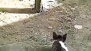 Cat and chicken funny video