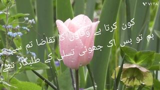 Pink rose bud and shrubs for nature lovers