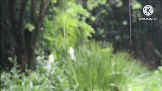 Rain sound...relax mind ...enjoy natural beauty