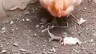 Moom iz Moom