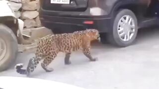 Leopard In City