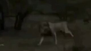 Lion v/s wild buffalo