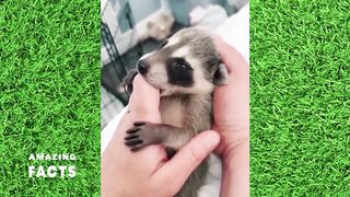 Funniest Animals 2023