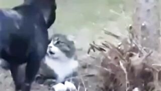 Fighter cat