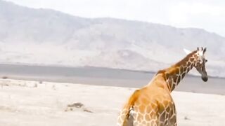 Lion hunting big animal