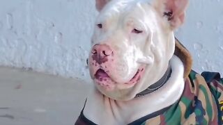 GULTAIR dog ????