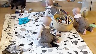 predators hunt for prey