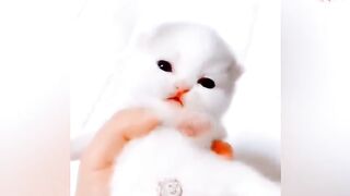 Cats funny