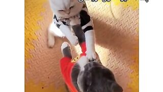 New best funny video latest 2023