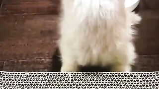 Cute cat