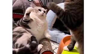 Cat latest funny video new upload 2023