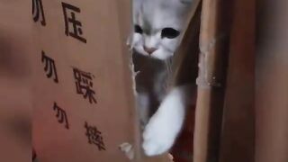 Funny Cat and Dog Reactions