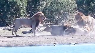 Lions vs lion