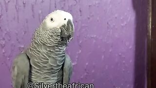 Parrot talking
