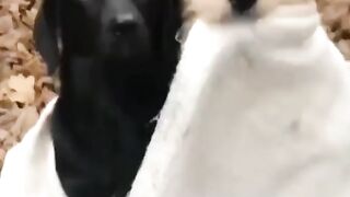 Moggies Dog!