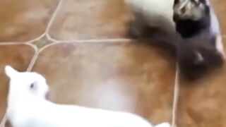 Cat Vs dog funny vedio short/animal facts