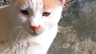 Beautiful cat playing