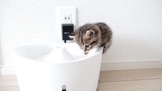 Kitten Lili who wants to play a prank is cute