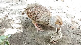 Dakhni Teetar Feeding There babe chicks | Teetar ke Bache