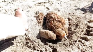 Dakhni Teetar ka Pair | Teetar | Grey Partridge