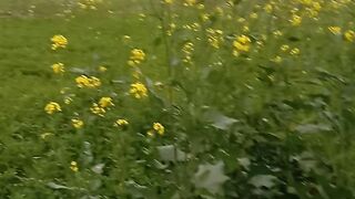 سرسوں کی فصل