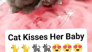 Cat kis video