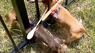 Funny animal video / Cute cat and dogs