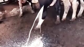 Cow Milk plant