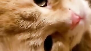 Rahasia Positif Jika Kita Memelihara Kucing