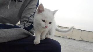 Cat Video || Kitten ????