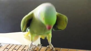 Funny parrot | funny videos 2023 | subscribe