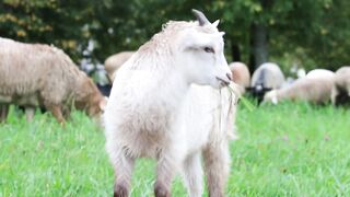 Beautiful goats