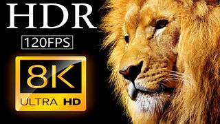 8K HDR 60fps | Dolby Vision Demo in 2023 / LION 8k HDR Video || africa amazon 8k video