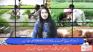 Agarwood_business____Agarwood_farming_in_Pakistan_