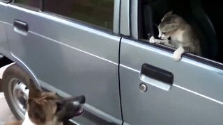 Angry Cats VS Dogs Funny Compilation 2017 !!!