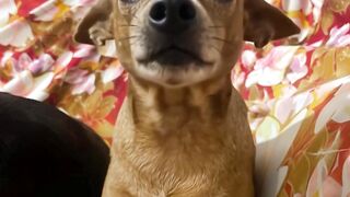 Cachorro chamado José