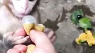 The Best Funny Pets #2