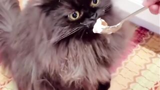 Bora Rir!  Divirta-se - Funny Pets #3
