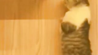 Bora Rir!  Divirta-se - Funny Pets #4