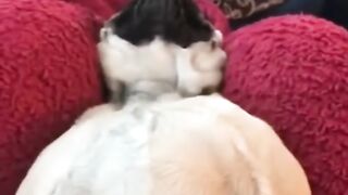 Bora Rir!  Divirta-se -  Funny Pets #6