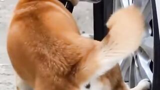 DISTRACTED DOG