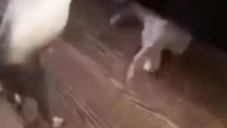 Bora Rir!  Divirta-se - Funny Pets #8