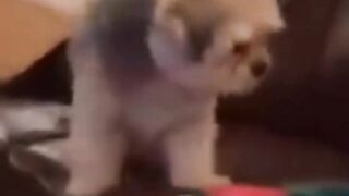 Bora Rir!  Divirta-se - Funny Pets #9
