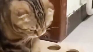 Bora Rir!  Divirta-se - Funny Pets #11