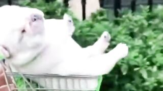 Bora Rir!  Divirta-se - Passeando de carrinho!