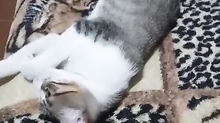 Gato Tigrinho
