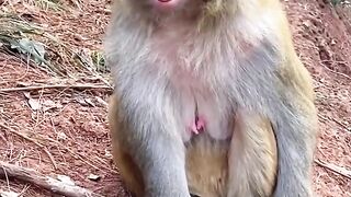 Bora Rir!  Divirta-se - Funny Pets #15