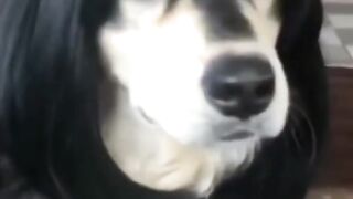Bora Rir!  Divirta-se - Funny Pets #16