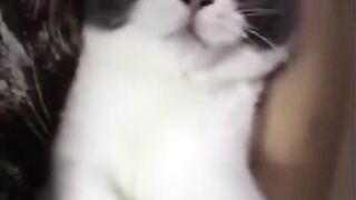 Bora Rir!  Divirta-se - Funny Pets #17