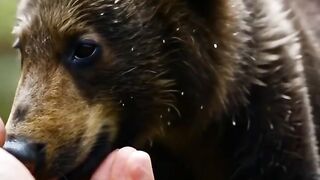 "POV: That Moment a Bear Sniffs You Instead of Eating You 😅"